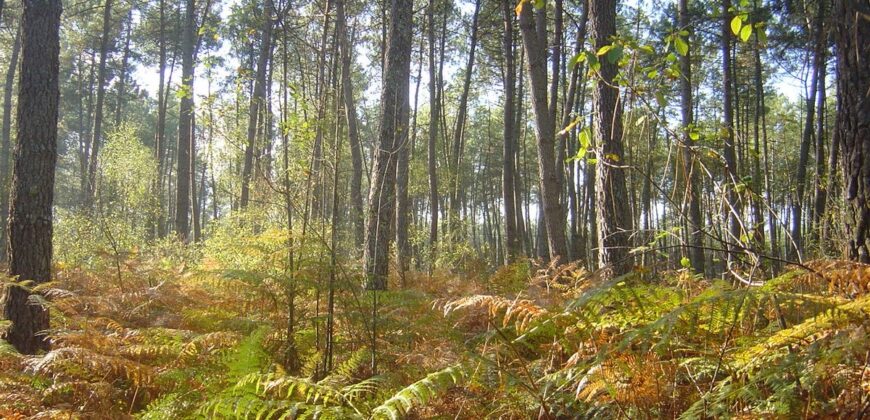 Propriété Forestière d’un seul tenant en Nature de Résineux