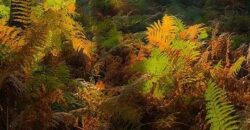 Propriété Forestière d’un seul tenant.