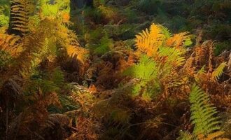 Propriété Forestière d’un seul tenant.