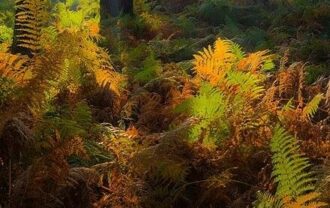 Propriété Forestière d’un seul tenant.