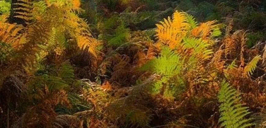 Propriété Forestière d’un seul tenant.