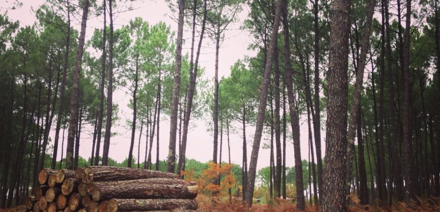 Propriété Forestière d’un seul bloc