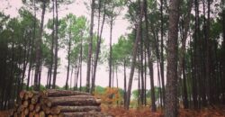 Propriété Forestière d’un seul bloc