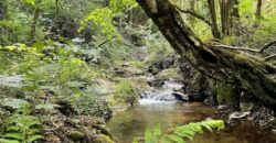 Propriété en nature feuillus et zone humide