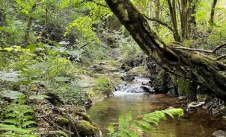 Propriété en nature feuillus et zone humide