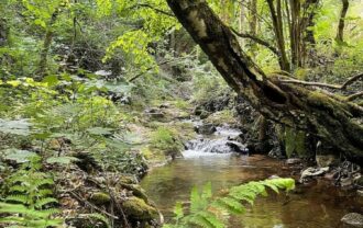 Propriété en nature feuillus et zone humide