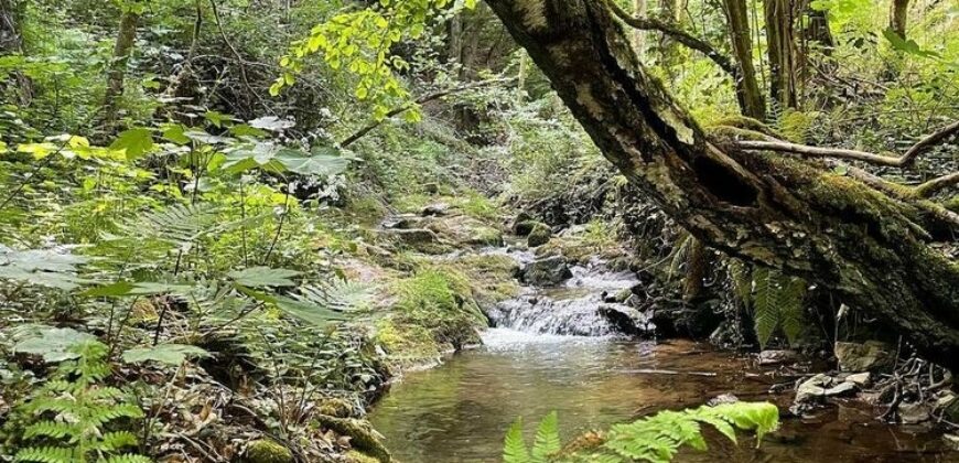 Propriété en nature feuillus et zone humide