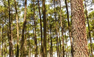 Propriété Forestière d’un seul tenant.