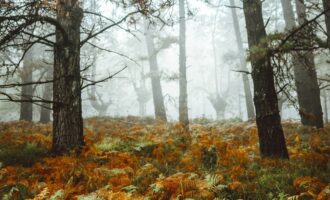 Propriété Forestière d’un seul tenant.