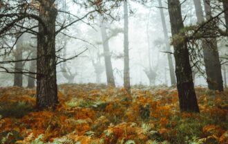 Propriété Forestière d’un seul tenant.
