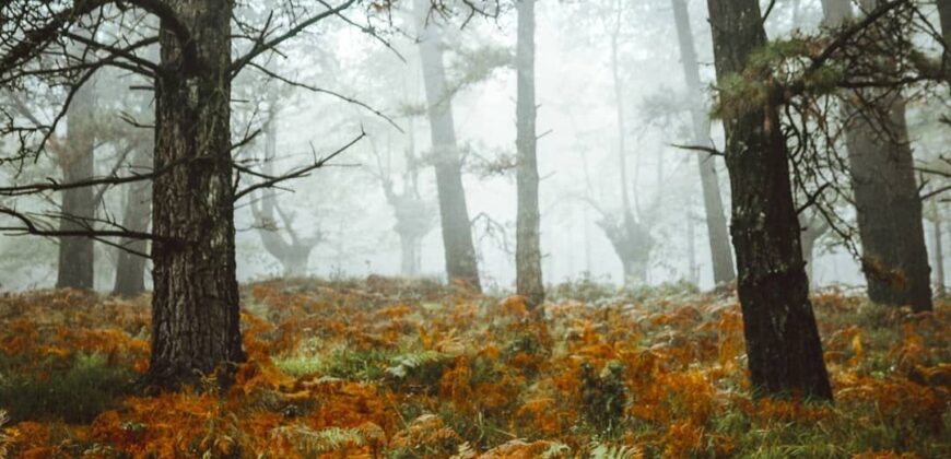 Propriété Forestière d’un seul tenant.