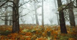 Propriété Forestière d’un seul tenant.