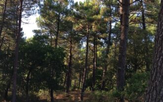 Propriété en nature Pins Maritimes de 15 à 25 ans et Coupe rase