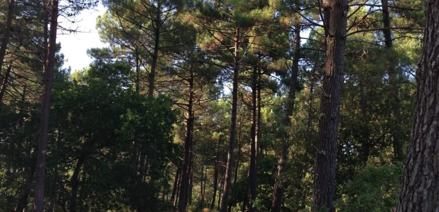 Propriété en nature Pins Maritimes de 15 à 25 ans et Coupe rase