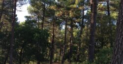 Propriété en nature Pins Maritimes de 15 à 25 ans et Coupe rase